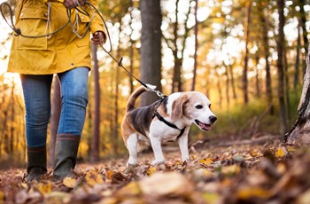 WOMAN DOG 1440 946